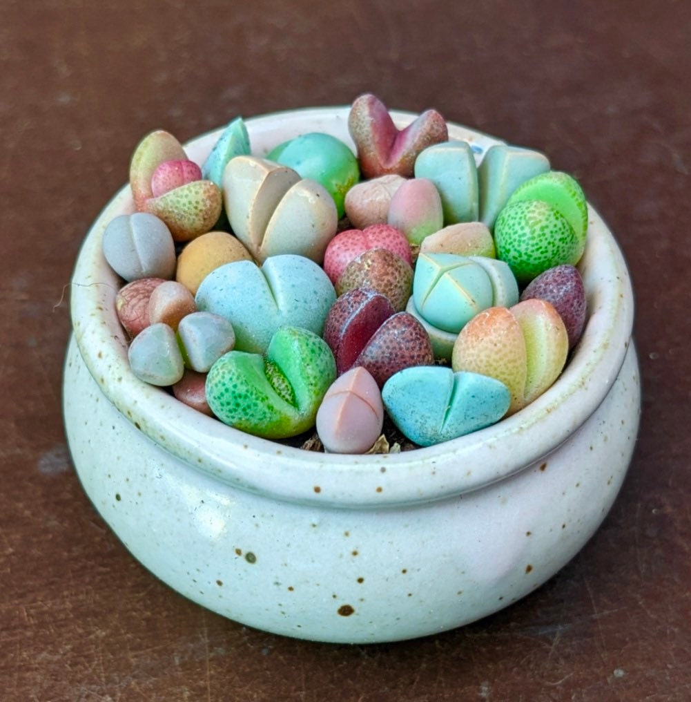Colorful Living Stones seeds, Mesembs, amazing colours, fun and easy to grow, gift idea, house plants, organic, fast shipping