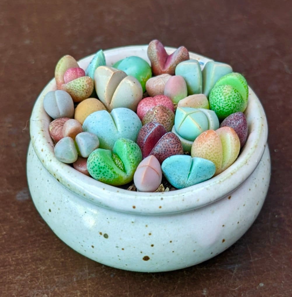 Living Stones seeds, Mesembs, amazing colours, fun and easy to grow, gift idea, house plant, organic, fast shipping