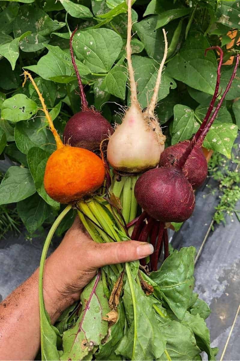 4 Beet Varieties Seeds, make your own fermented beets, Beetroot carpaccio, fun and easy to grow, great gift