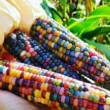 Colorful Glass Gem Corn Seeds, Organic Gardening, Fruit Vegetables, Easy to Grow