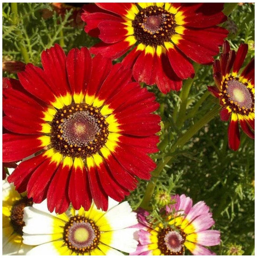 Painted Daisy seeds, Tricolour Daisy, trippy, hippie flowers, fun and easy to grow, Fast Shipping, fantastic gift for any plant lover