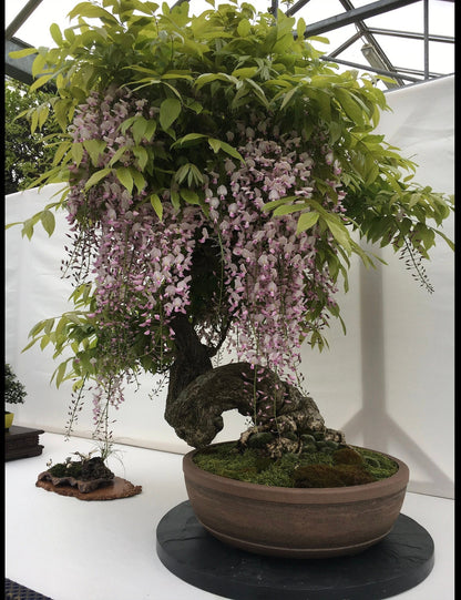 Wisteria Bonsai seeds, Purple Rain Bonsai seeds, fun and easy to grow (US and Canada) fast growing