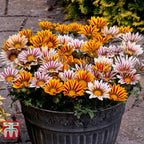 Treasure Flower seeds, Gazania, Tiger Treasure Flower seeds, amazing colours, fun and easy to grow, gift idea, garden flowers, Fast shipping