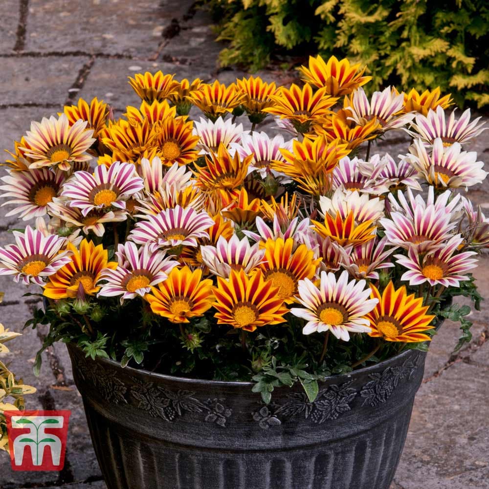 Treasure Flower seeds, Gazania, Tiger Treasure Flower seeds, amazing colours, fun and easy to grow, gift idea, garden flowers, Fast shipping