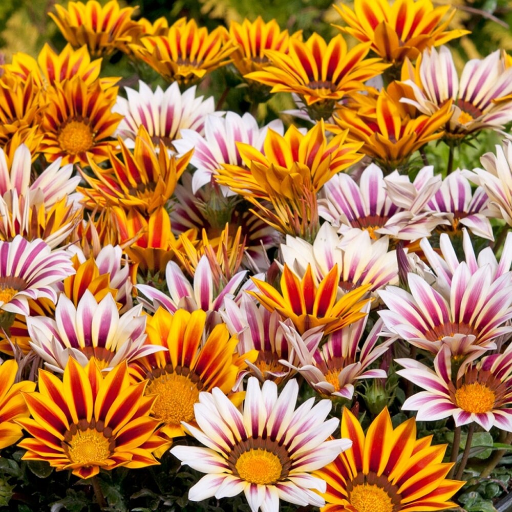Treasure Flower seeds, Gazania, Tiger Treasure Flower seeds, amazing colours, fun and easy to grow, gift idea, garden flowers, Fast shipping