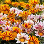 Treasure Flower seeds, Gazania, Tiger Treasure Flower seeds, amazing colours, fun and easy to grow, gift idea, garden flowers, Fast shipping