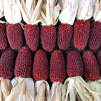 Strawberry Corn seeds, fun and easy to grow, Ruby Red Corn for DIY projects and decor use, fast shipping