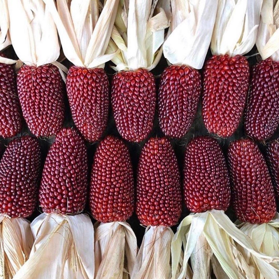 Strawberry Corn seeds, fun and easy to grow, Ruby Red Corn for DIY projects and decor use, fast shipping