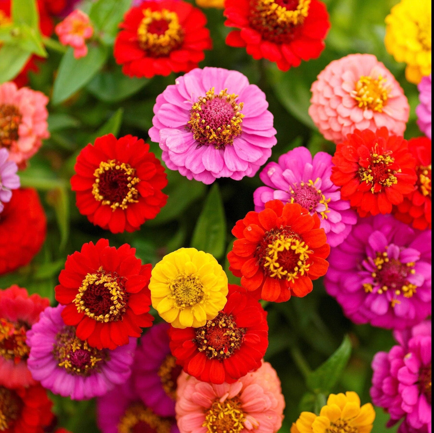 Everlasting Flowers, an amazing gift! seeds for dried bouquets, PomPom Flower, beautiful variety, fun and easy to grow, fast shipping