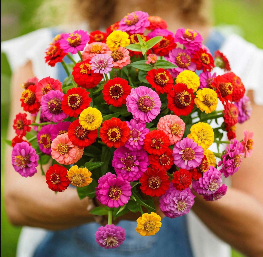 Everlasting Flowers, an amazing gift! seeds for dried bouquets, PomPom Flower, beautiful variety, fun and easy to grow, fast shipping