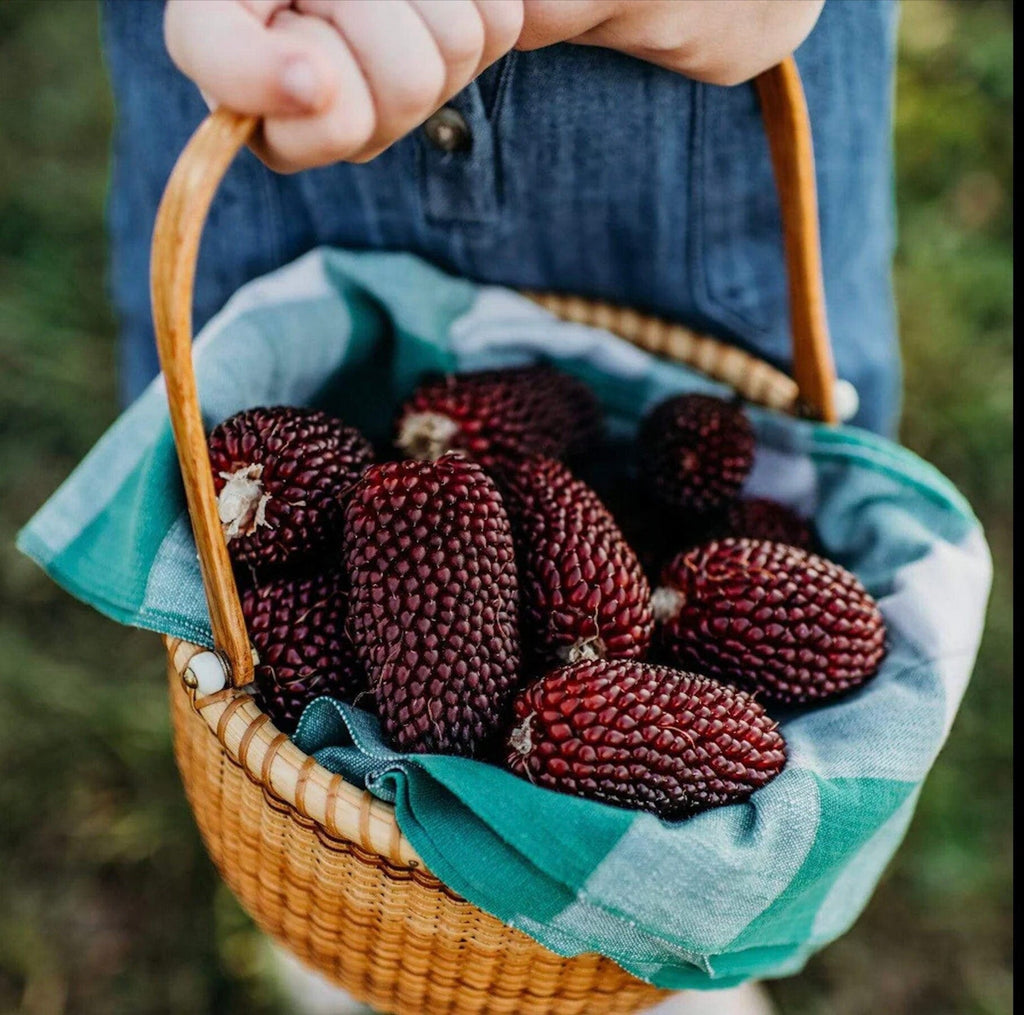 Strawberry Corn seeds, fun and easy to grow, Ruby Red Corn for DIY projects and decor use, fast shipping