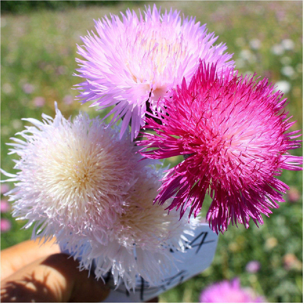 Sweet Sultan flower seeds, vivid colours, fun and easy to grow, gift idea, for your garden, for your balcony, a lovely gift, fast shipping