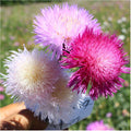 Sweet Sultan flower seeds, vivid colours, fun and easy to grow, gift idea, for your garden, for your balcony, a lovely gift, fast shipping