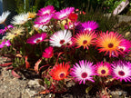 Livingstone Daisy seeds, fun and easy to grow, fast shipping, fantastic gift for any plant lover, beautiful vibrant flowers, long lasting