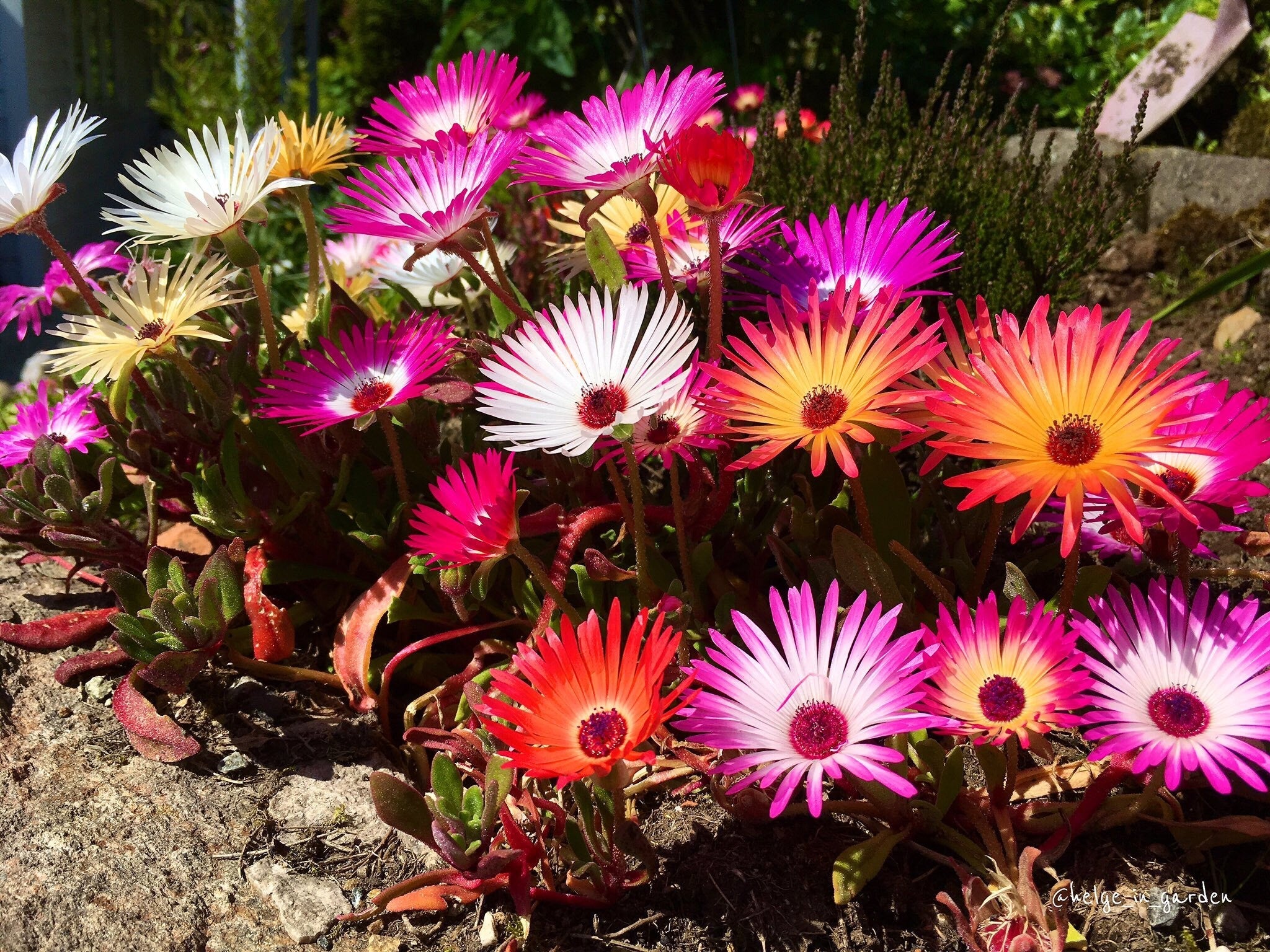 Livingstone Daisy seeds, fun and easy to grow, fast shipping, fantastic gift for any plant lover, beautiful vibrant flowers, long lasting