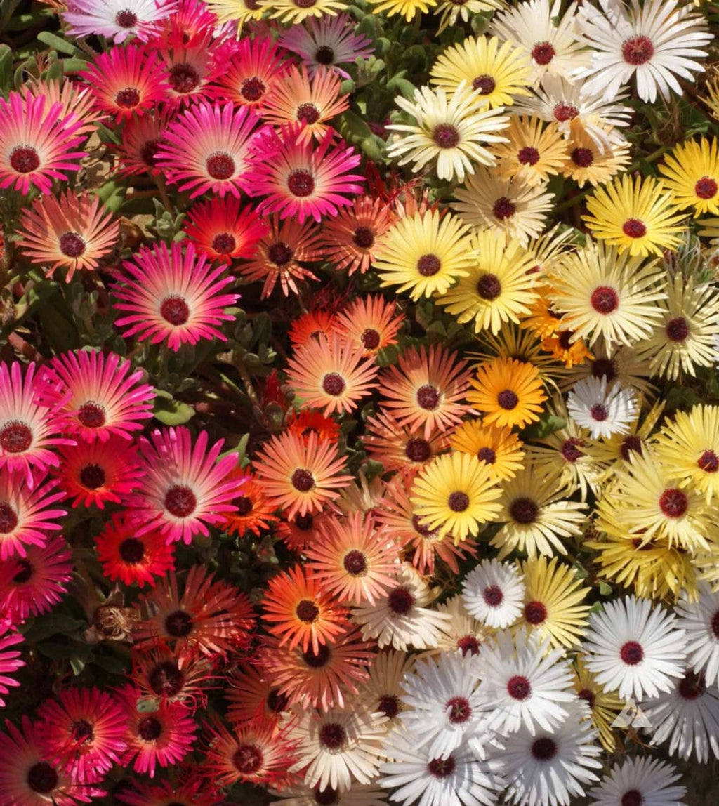 Livingstone Daisy seeds, fun and easy to grow, fast shipping, fantastic gift for any plant lover, beautiful vibrant flowers, long lasting