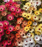 Livingstone Daisy seeds, fun and easy to grow, fast shipping, fantastic gift for any plant lover, beautiful vibrant flowers, long lasting