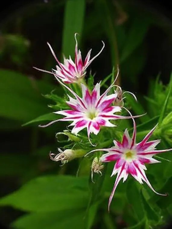 Star Flower seeds, Twinkle Star, beautiful colors, amazing patterns, fun and easy to grow, gift idea, organic, fast shipping