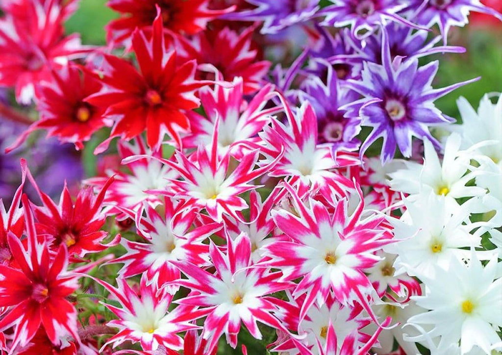 Star Flower seeds, Twinkle Star, beautiful colors, amazing patterns, fun and easy to grow, gift idea, organic, fast shipping