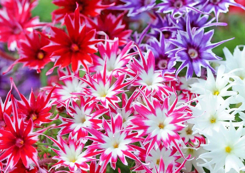 Star Flower seeds, Twinkle Star, beautiful colors, amazing patterns, fun and easy to grow, gift idea, fast shipping, organic,