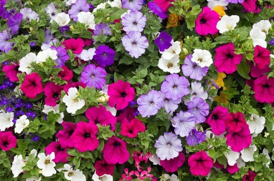 Cascading Petunia seeds, hanging petunia, beautiful colors, amazing pattern, fun and easy to grow, gift idea, fast shipping