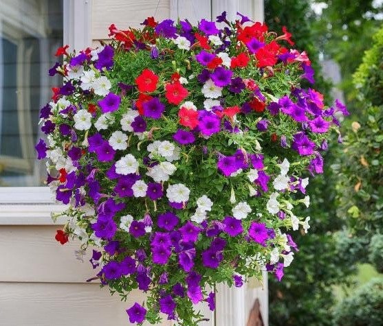 Cascading Petunia seeds, hanging petunia, beautiful colors, amazing pattern, fun and easy to grow, gift idea, fast shipping