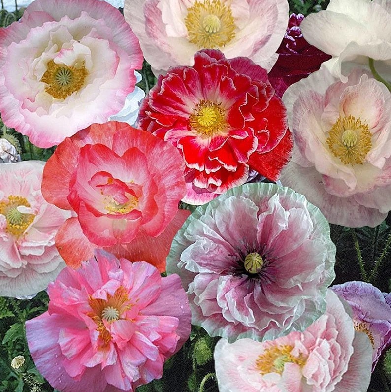 Shirley Poppy Seeds: Pink Poppy Flower, DIY Gardening Garden, Easy to Grow
