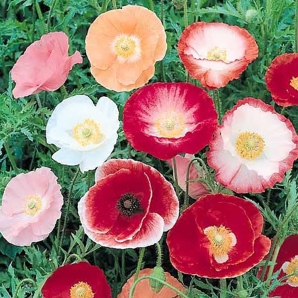 Pink Poppy Flower seeds, Shirley Poppy, beautiful colors, fun & easy to grow, barbie flower, gift idea, teacher gifts, fast shipping