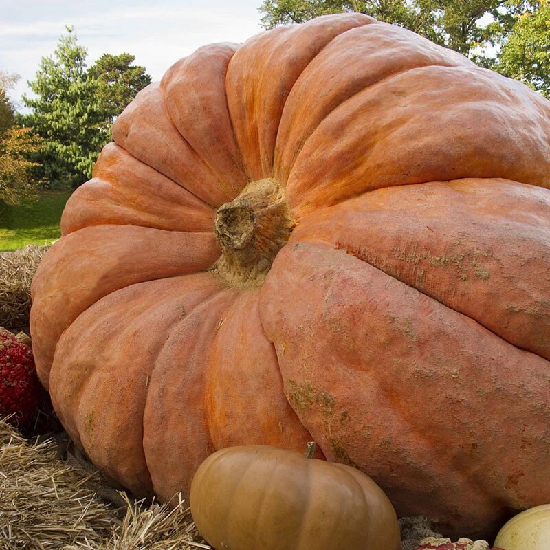 XXXL Pumpkin seeds, Atlantic Giant, amazing gift for all plant lovers gardeners Halloween grow in all zones kids love these organic non GMO