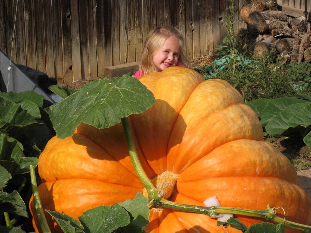 XXL Pumpkin seeds, Atlantic Giant best gift for him her mom dad teacher, home decor DIY organic gardening grow in all zones, kids love these