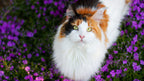 Cat Mint Seeds: Perennial Flowering Plant, Pet Friendly and Safe, Cats Love This, Organic Gardening