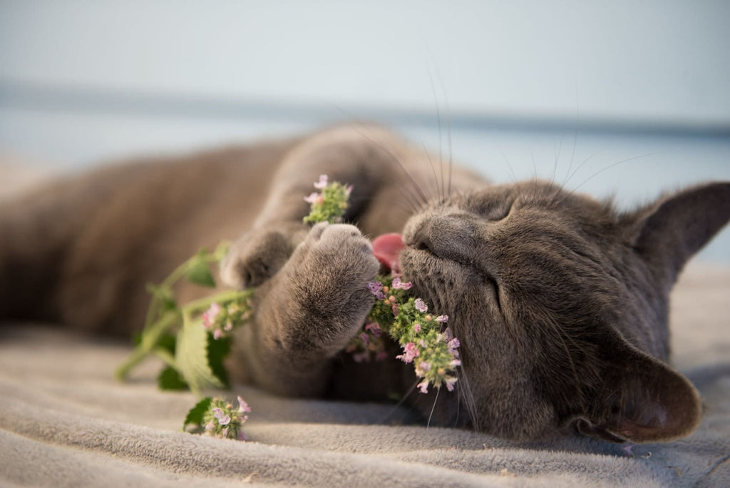 Cat Nip Plant Seeds: Grow your own Perennial Flowering Plant, Pet Friendly and Safe, Cats Love This, Organic Gardening, Non GMO