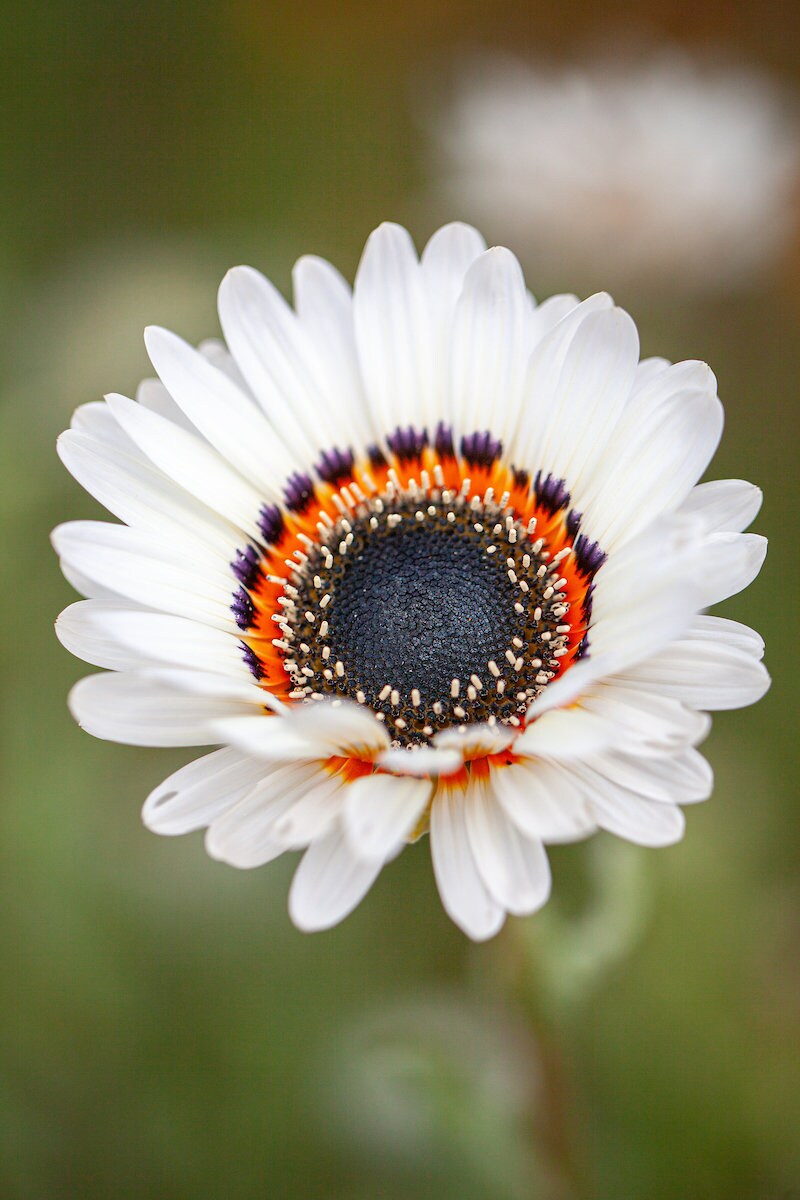 planting african daisy seeds African Daisy seeds, Cape Daisy, hippie flowers, fun and easy to grow, – Helen's Greenhouse