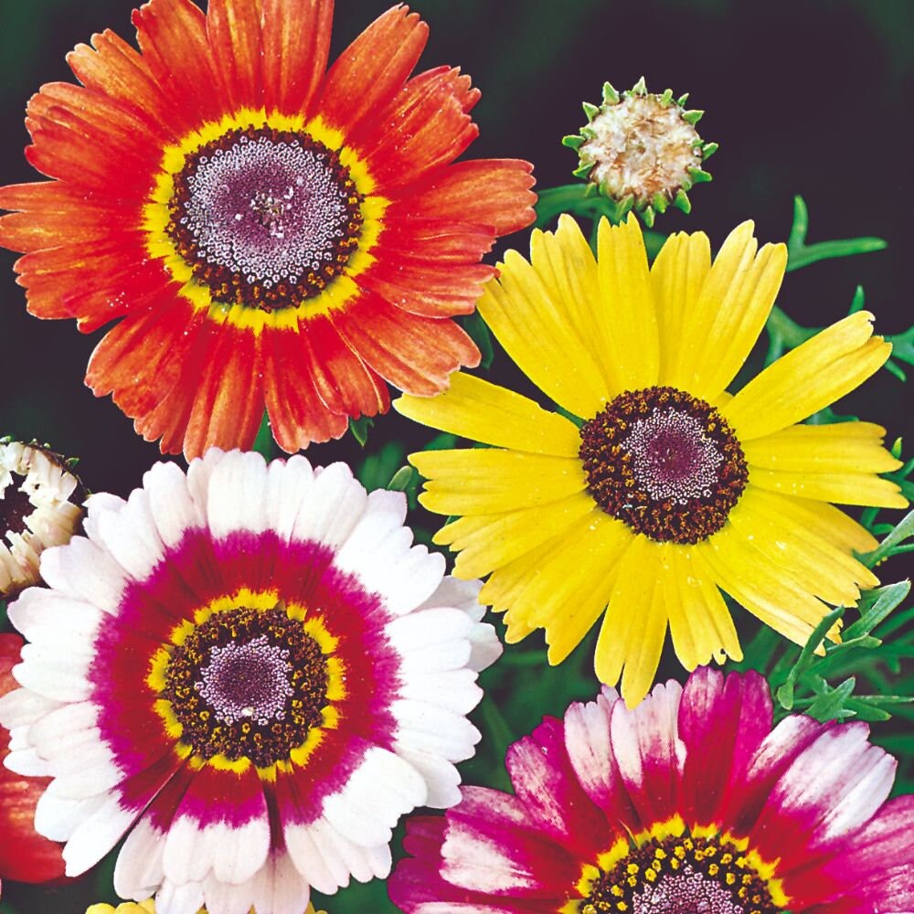 Painted Daisy seeds, Tricolour Daisy, trippy, hippie flowers, fun and easy to grow, Fast Shipping, fantastic gift for any plant lover