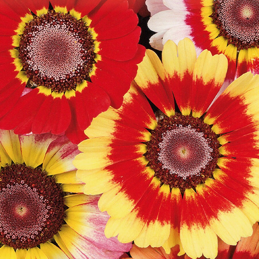 Painted Daisy seeds, Tricolour Daisy, trippy, hippie flowers, fun and easy to grow, Fast Shipping, fantastic gift for any plant lover