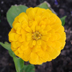 Everlasting Flowers, an amazing gift! seeds for dried bouquets, PomPom Flower, beautiful variety, fun and easy to grow, fast shipping