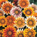 Treasure Flower seeds, Gazania, Tiger Treasure Flower seeds, amazing colours, fun and easy to grow, gift idea, garden flowers, Fast shipping