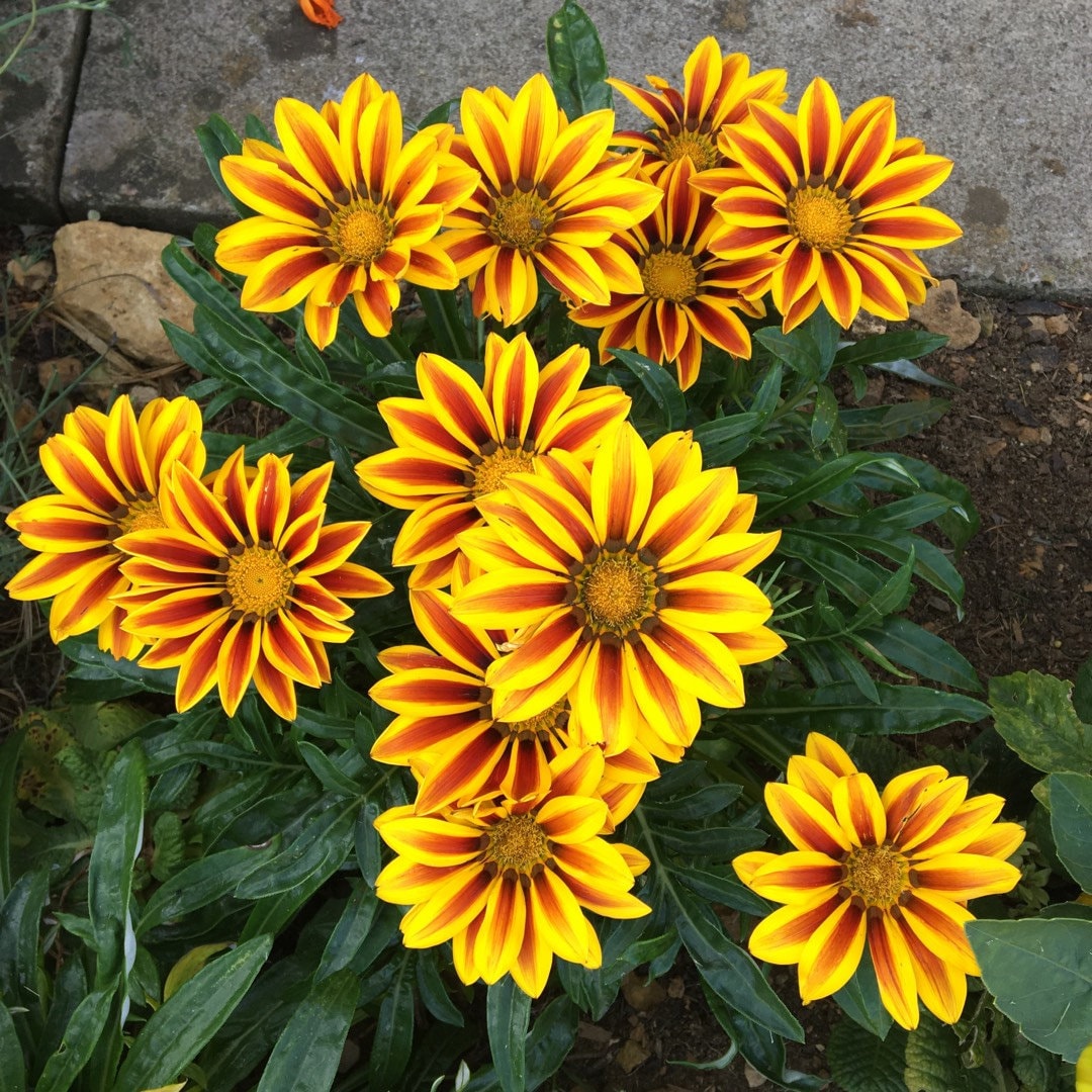 Treasure Flower seeds, Gazania, Tiger Treasure Flower seeds, amazing colours, fun and easy to grow, gift idea, garden flowers, Fast shipping