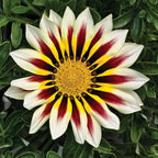 Treasure Flower seeds, Gazania, Tiger Treasure Flower seeds, amazing colours, fun and easy to grow, gift idea, garden flowers, Fast shipping