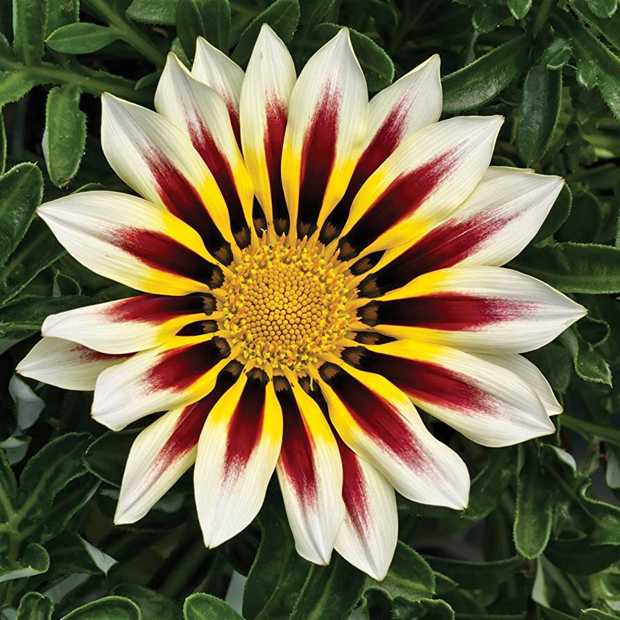Treasure Flower seeds, Gazania, Tiger Treasure Flower seeds, amazing colours, fun and easy to grow, gift idea, garden flowers, Fast shipping