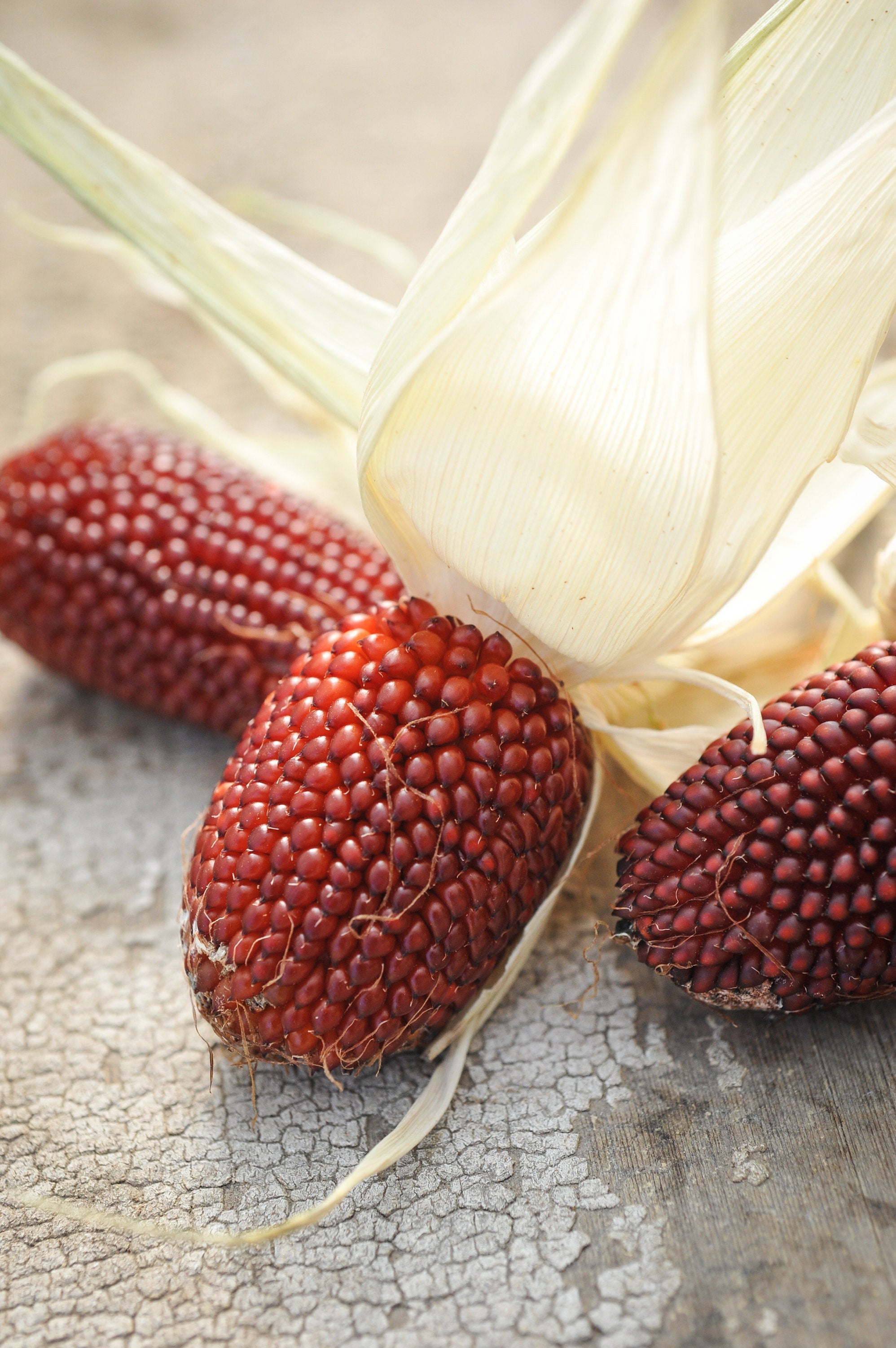 Ruby Red Strawberry Corn Seeds: Fruit Vegetables Gardening, Easy to Grow