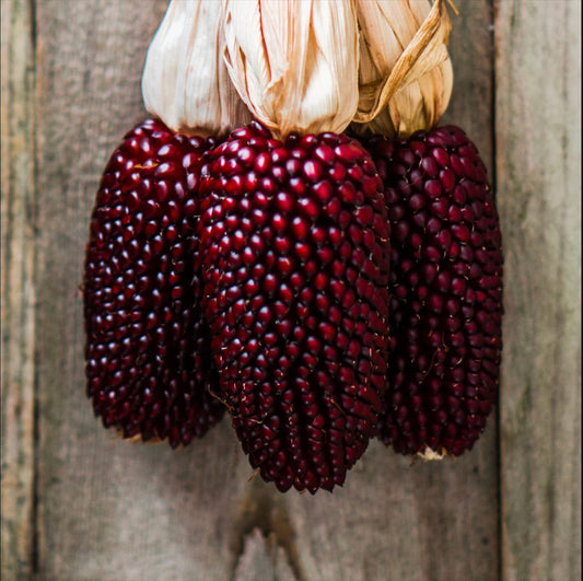 Ruby Red Strawberry Corn Seeds: Fruit Vegetables Gardening, Easy to Grow