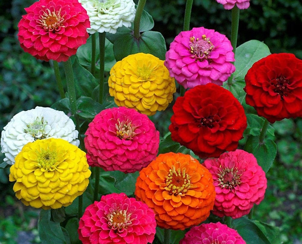 Everlasting Flowers, an amazing gift! seeds for dried bouquets, PomPom Flower, beautiful variety, fun and easy to grow, fast shipping