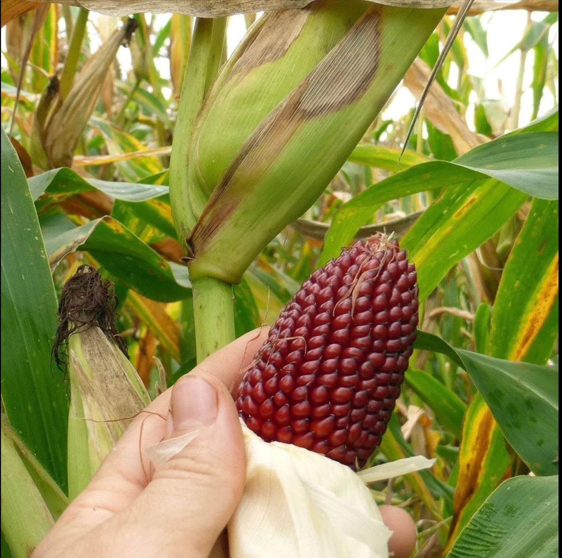 Ruby Red Strawberry Corn Seeds: Fruit Vegetables Gardening, Easy to Grow