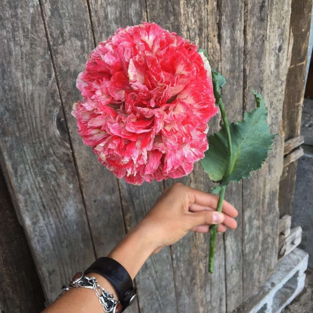 Poppy Peony Flower seeds, Flemish antique seeds, amazing colours, fun and easy to grow, organic, gardening, fast shipping