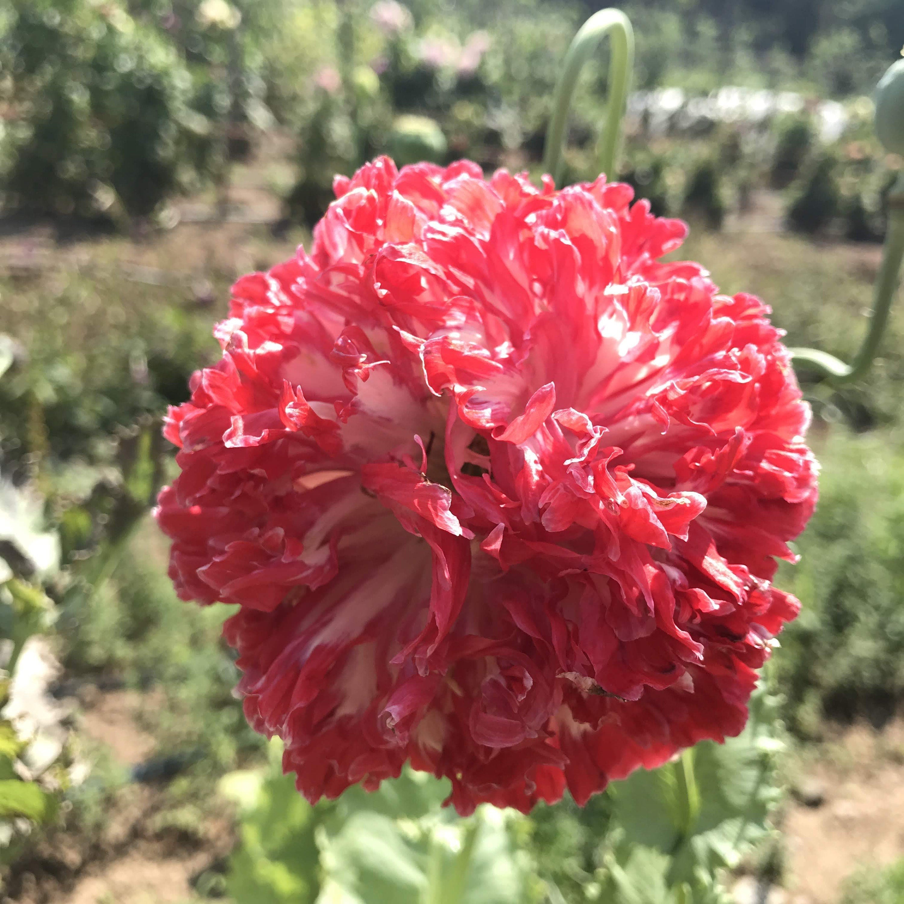 Poppy Peony Flower seeds, Flemish antique seeds, amazing colours, fun and easy to grow, organic, gardening, fast shipping