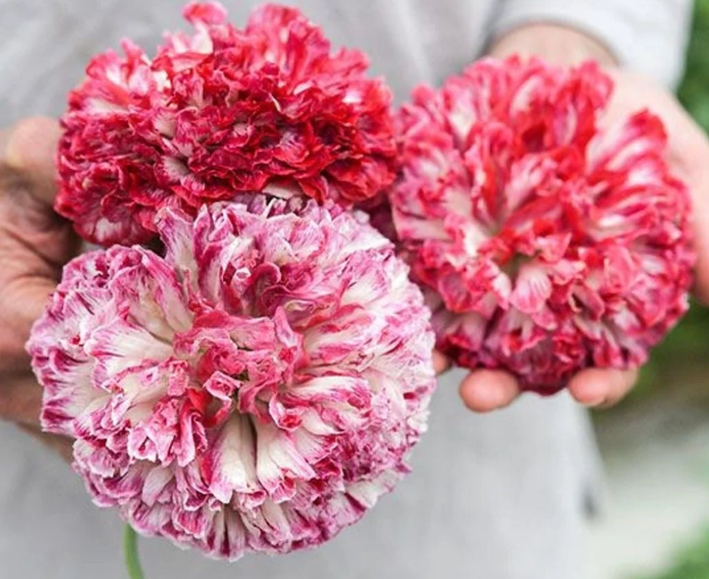 Poppy Peony Flower seeds, Flemish antique seeds, amazing colours, fun and easy to grow, organic, gardening, fast shipping