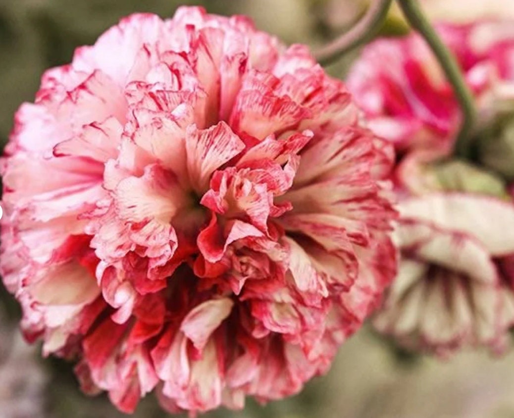 Poppy Peony Flower seeds, Flemish antique seeds, amazing colours, fun and easy to grow, organic, gardening, fast shipping