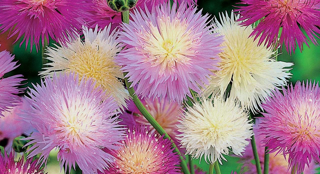 Sweet Sultan flower seeds, vivid colours, fun and easy to grow, gift idea, for your garden, for your balcony, a lovely gift, fast shipping