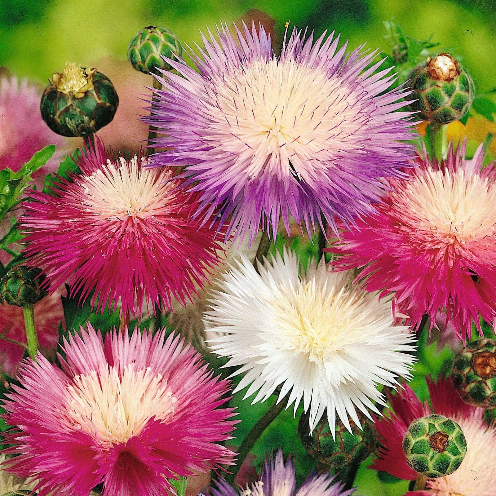Sweet Sultan flower seeds, vivid colours, fun and easy to grow, gift idea, for your garden, for your balcony, a lovely gift, fast shipping